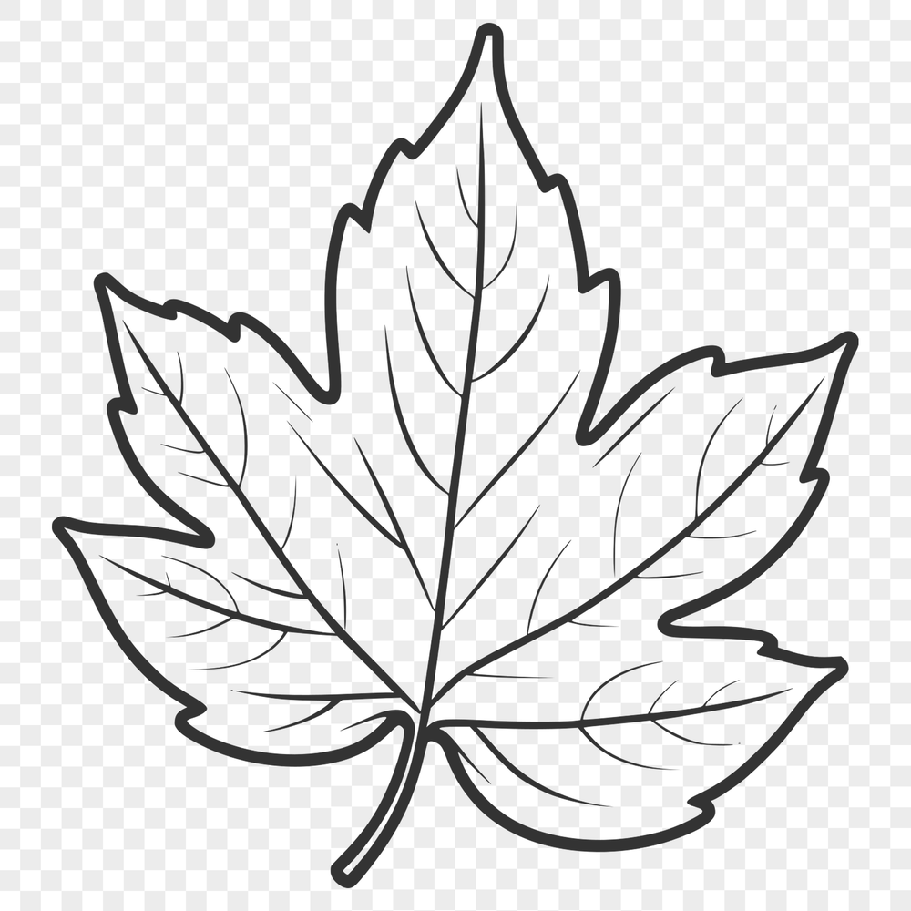 Nature Illustration - Single Maple Leaf A detailed illustration of a single maple leaf with veins and edges.