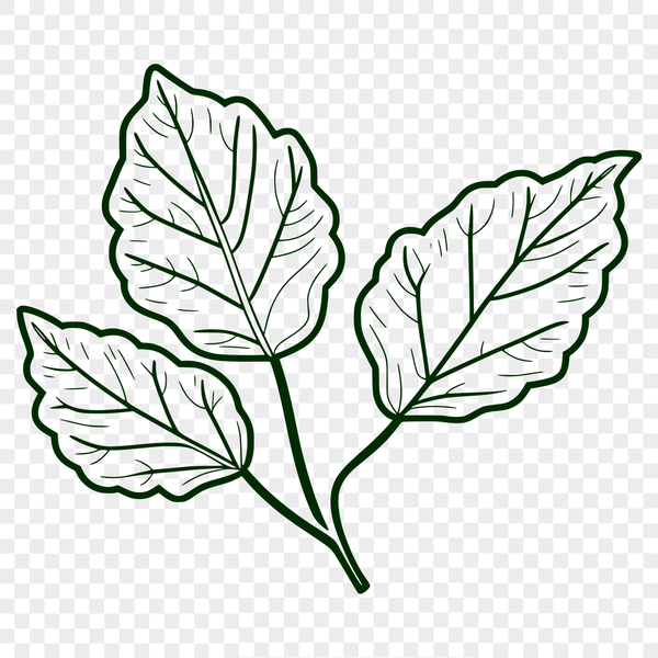 Beautiful Leaf Vector Design Template A single leaf with veins and edges, designed as a reusable vector template suitable for various graphic design applications.