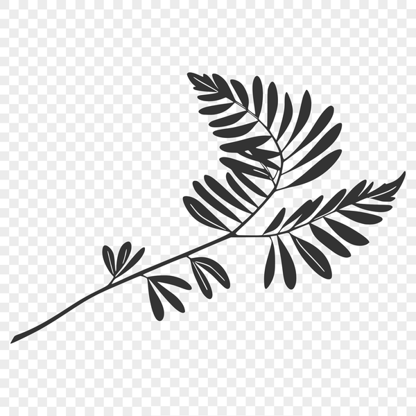 A beautiful detailed leaf illustration A vector design illustration of a single leaf with detailed textures and veins.