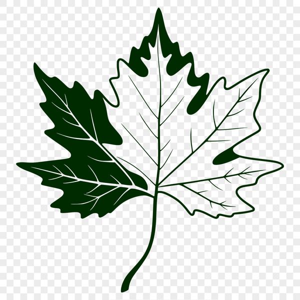 Free SVG Leaf Graphics A green leaf illustration designed as vector art for digital use.