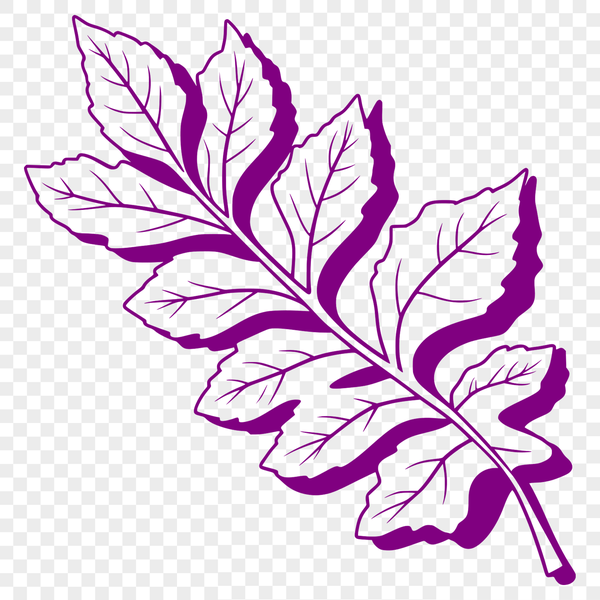 Detailed Leaf Vector Graphic A high-quality illustration of a single leaf with detailed veins and edges, suitable for vector graphics and digital design.