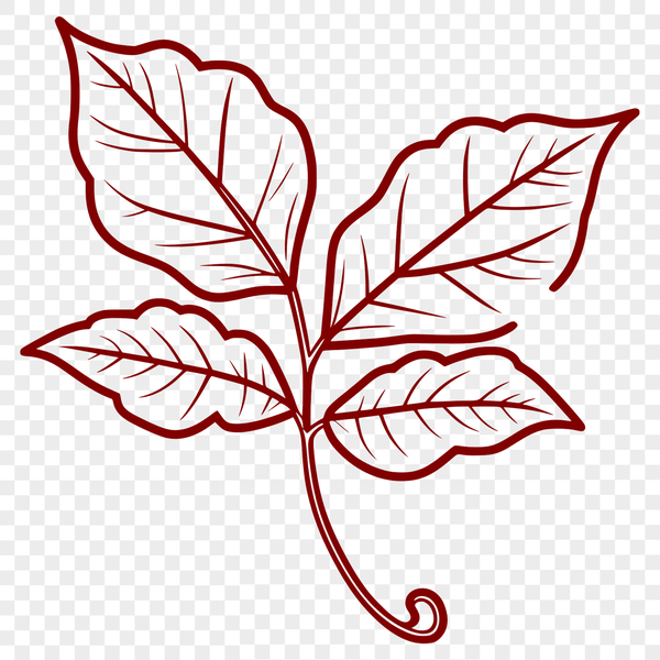 Vector illustration of a single leaf with intricate details, ideal for vector design and digital projects.