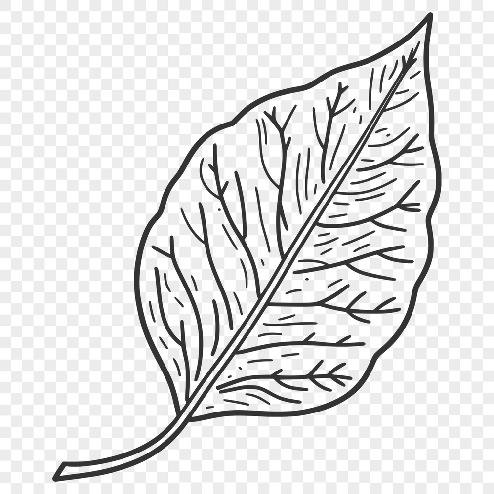 Free SVG Leaf Illustration Download A high-quality vector leaf illustration suitable for printing or digital design, designed in an SVG format.
