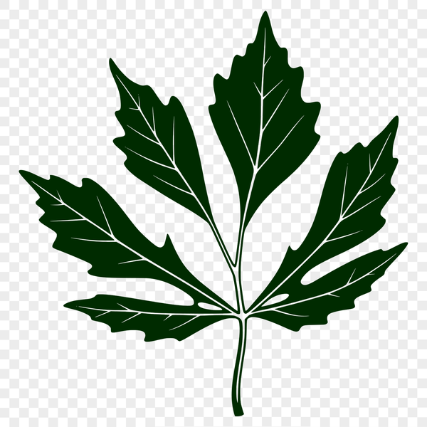 A stylized leaf illustration A digital illustration of a leaf in vector format.