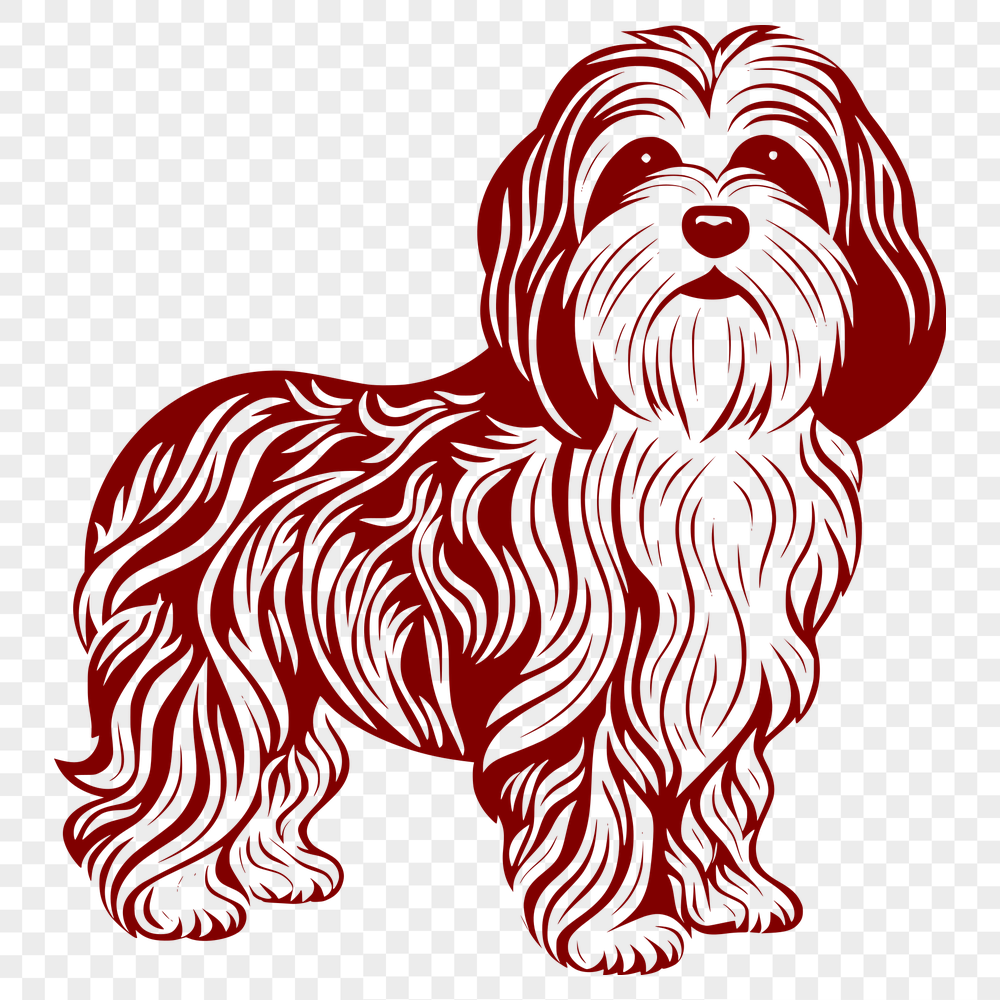 Standing Havanese Drawing