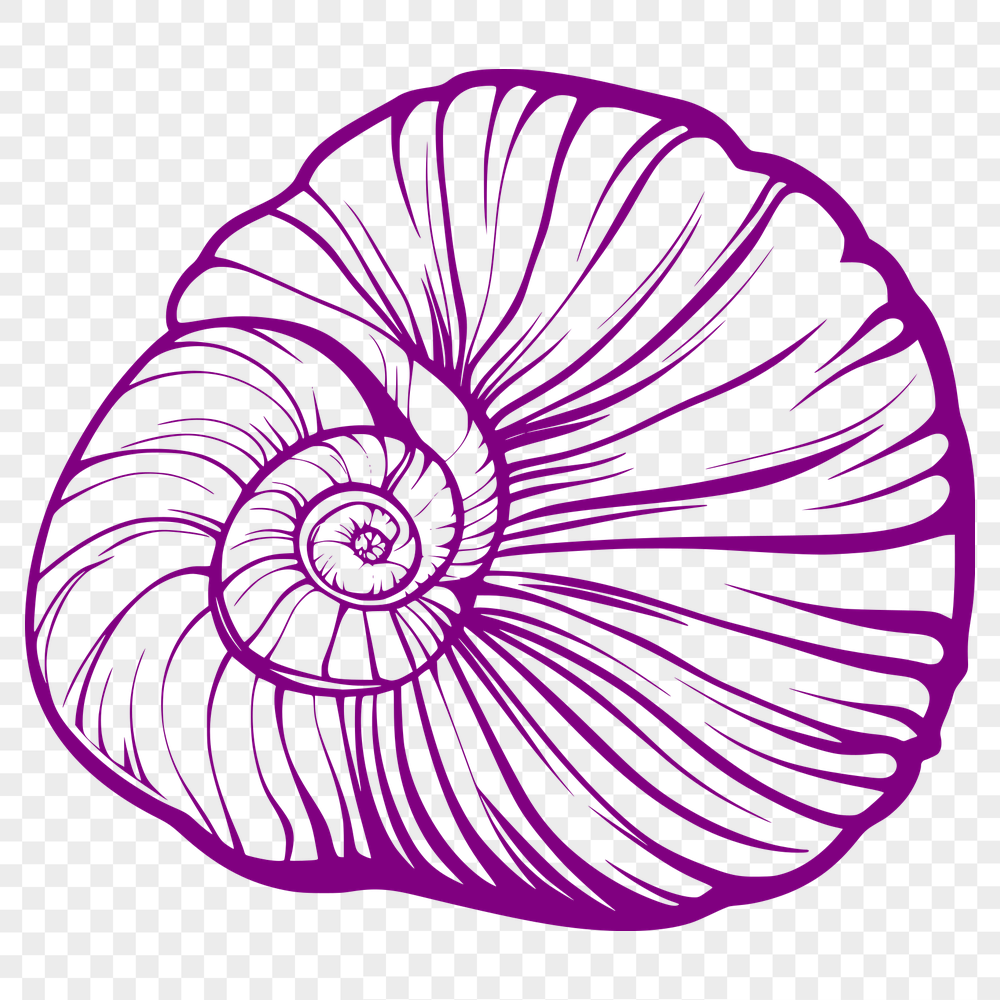 Beautiful Seashell In SVG Format - Free Download