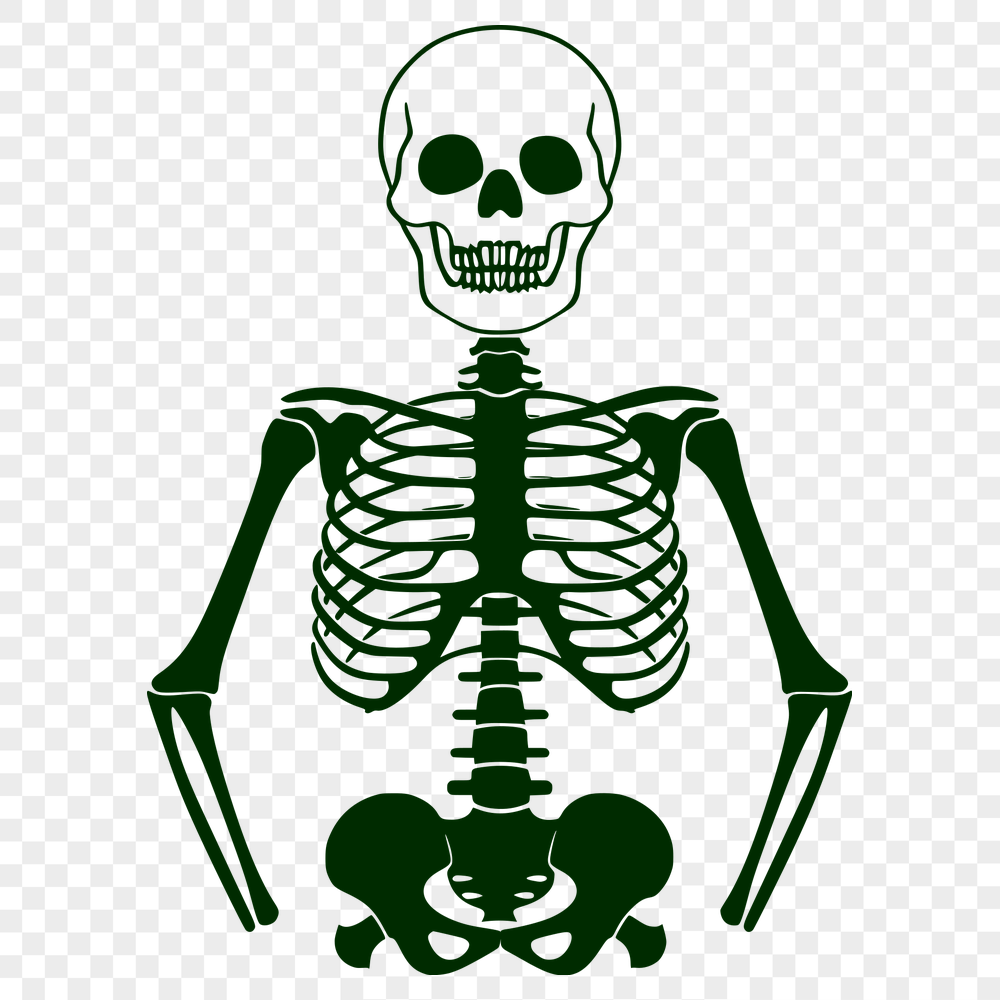 Stunning Skeleton Digital Drawing - Free PNG Download