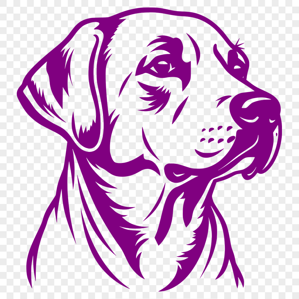 Free Unique Labrador Retriever Image