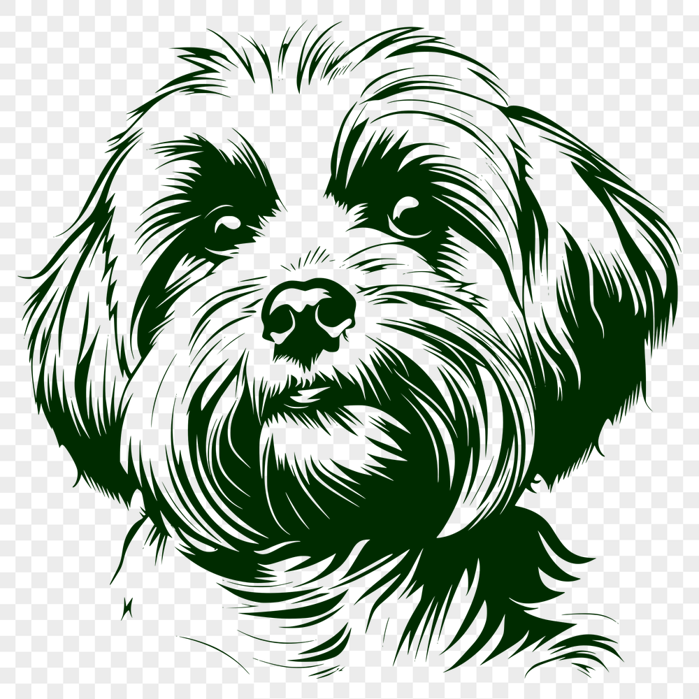 Stunning Havanese Illustration