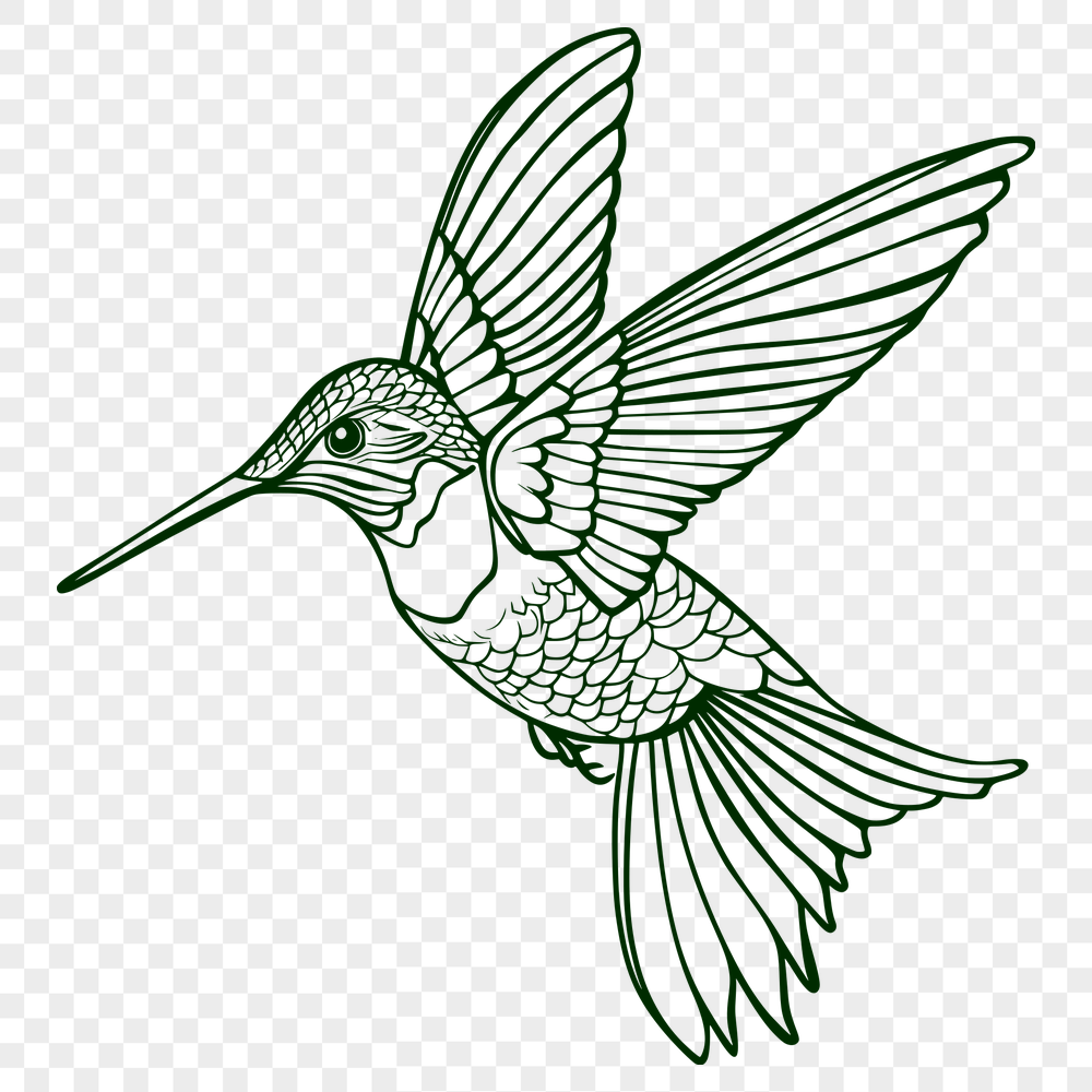 Unique Hummingbird Vector Drawing