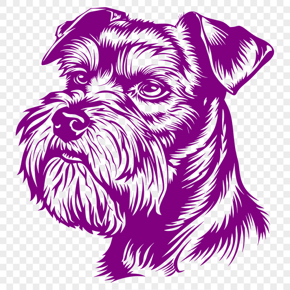 Beautiful Miniature Schnauzer Vector Illustration