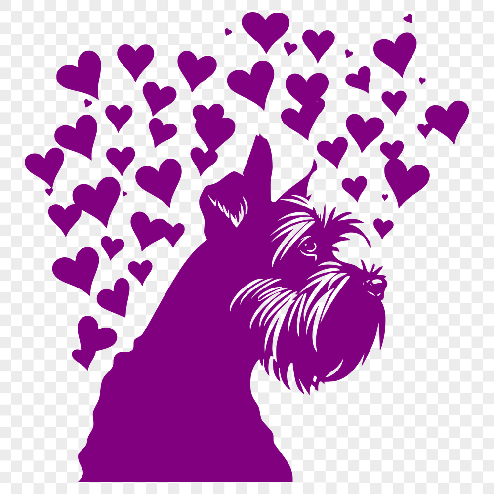 Stunning Miniature Schnauzer Vector Image