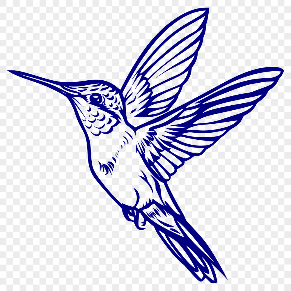 Beautiful Hummingbird Vector Drawing