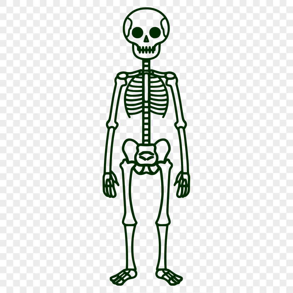 Unique Skeleton Digital Drawing SVG - Free Download