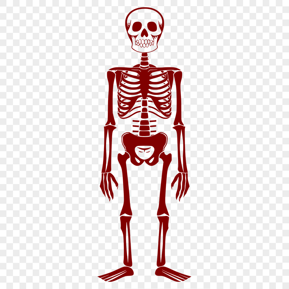 Beautiful Skeleton - Laser PNG Free Download