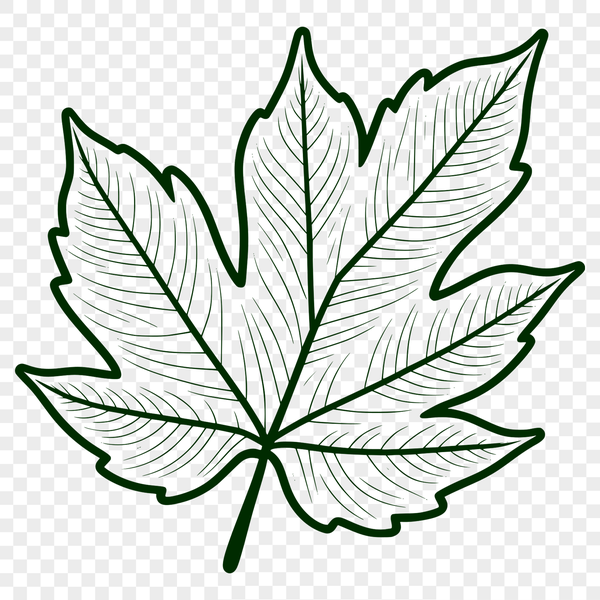 Vector Green Leaf Illustration A green leaf with veins and edges, designed as a vector graphic.