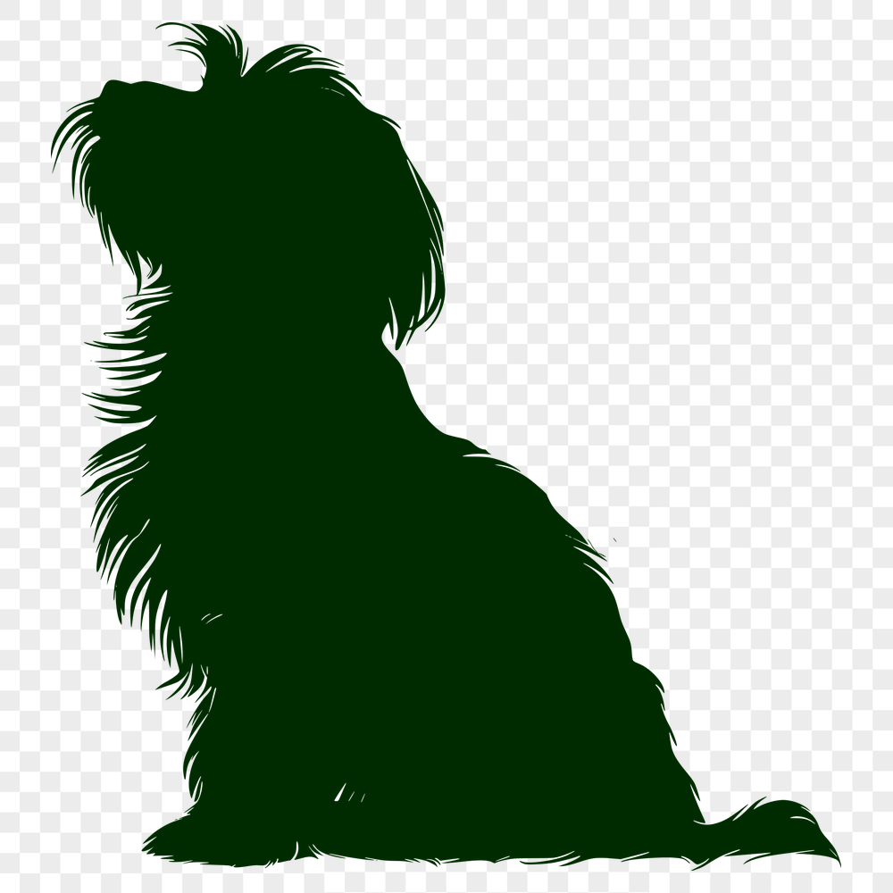 Beautiful Havanese PNG