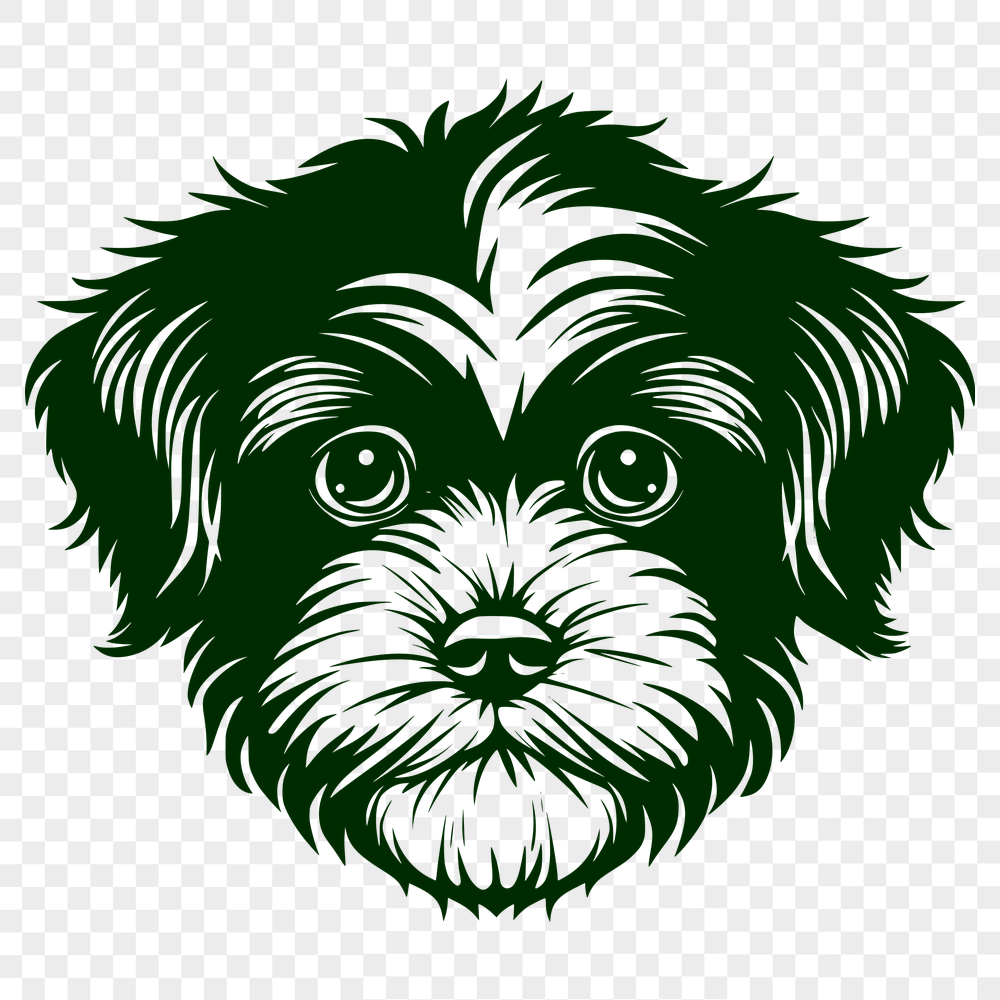 Free Free Havanese Drawing