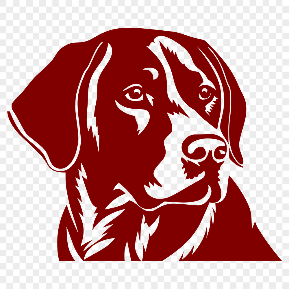 Beautiful Labrador Retriever Vector Drawing