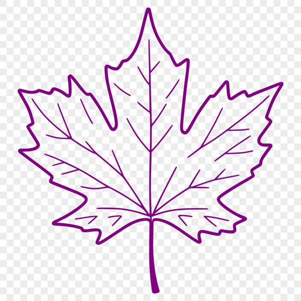 Vector Maple Leaf Illustration A stylized vector illustration of a single maple leaf with detailed veins and edges.