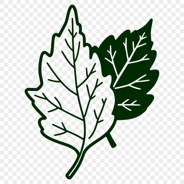 A delicate single leaf illustration. A stylized illustration of a single leaf with detailed veins.