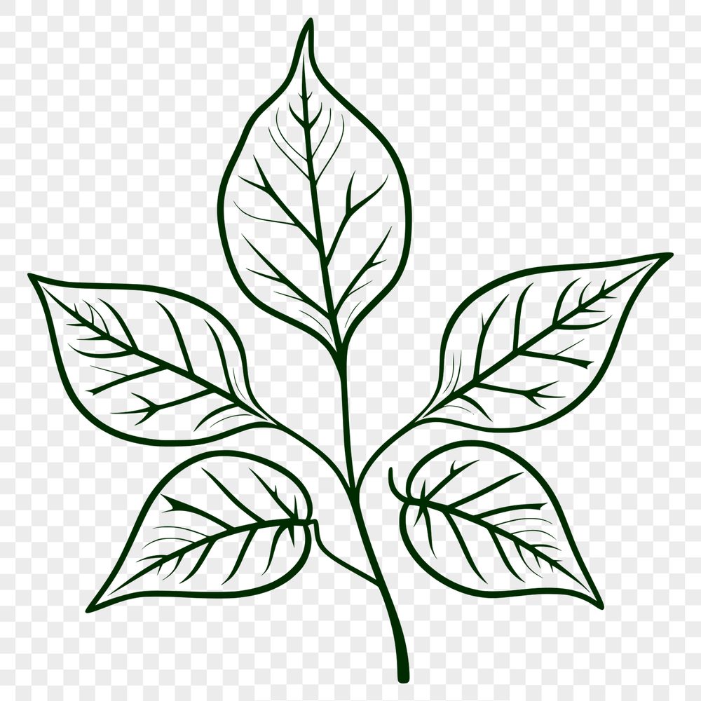 A simple leaf illustration in vector format, suitable for cutting machines like Cricut or laser cutters.