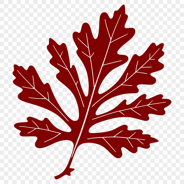 Single Leaf Illustration A detailed illustration of a single leaf with intricate lines and shapes.