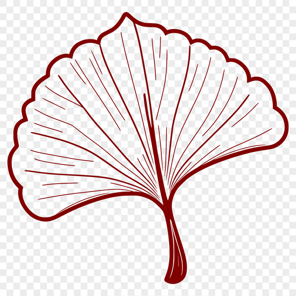 Delicate Leaf Illustration A high-quality SVG illustration of a single leaf with detailed veins and edges.