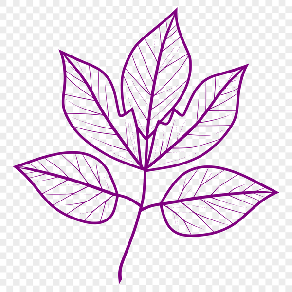 Beautiful Free SVG Shape Vector illustration of a single green leaf with detailed veins.