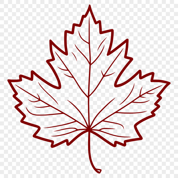 Delicate Maple Leaf Illustration A detailed illustration of a maple leaf with intricate veins and edges.