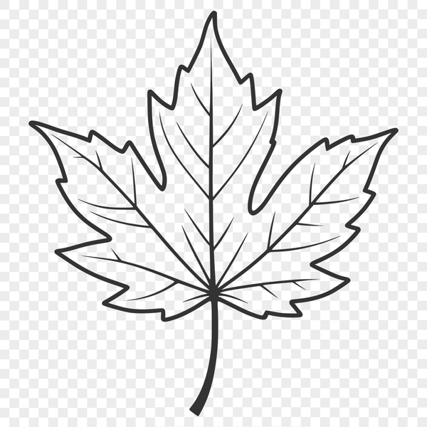 Detailed Maple Leaf Illustration A vector illustration of a single maple leaf with detailed veins and edges.