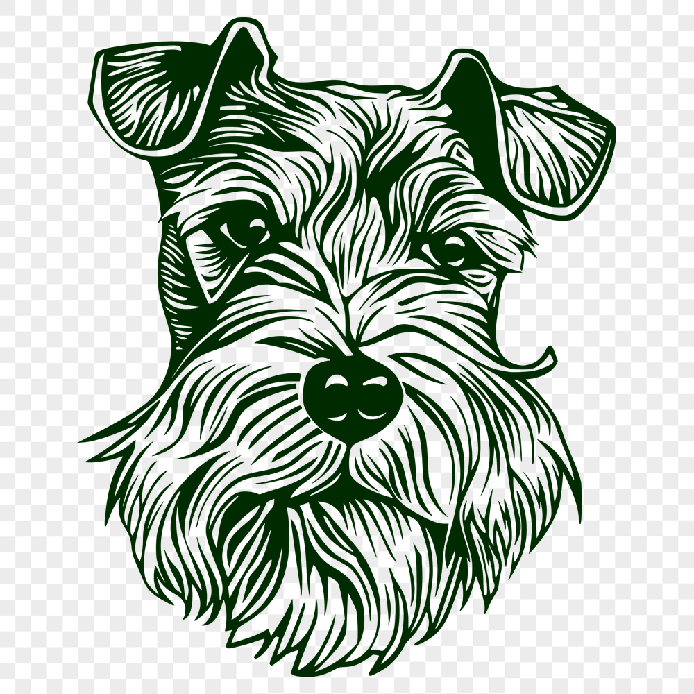 Free Unique Miniature Schnauzer Drawing