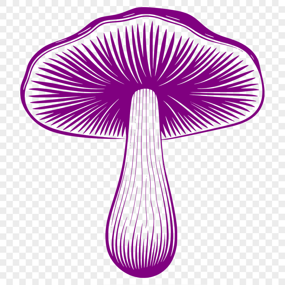 Stunning Mushroom Image