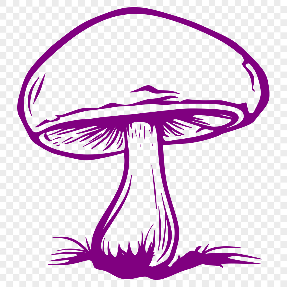 Beautiful Mushroom Digital Art