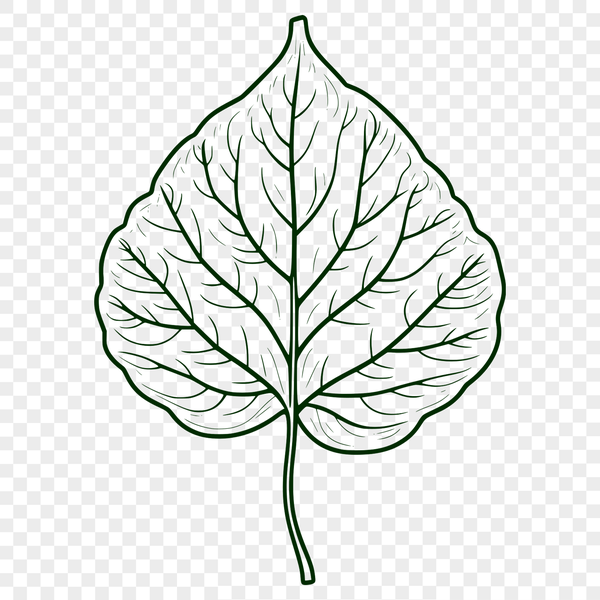 An illustration of a single green leaf with detailed veins, suitable for digital design and crafting projects.