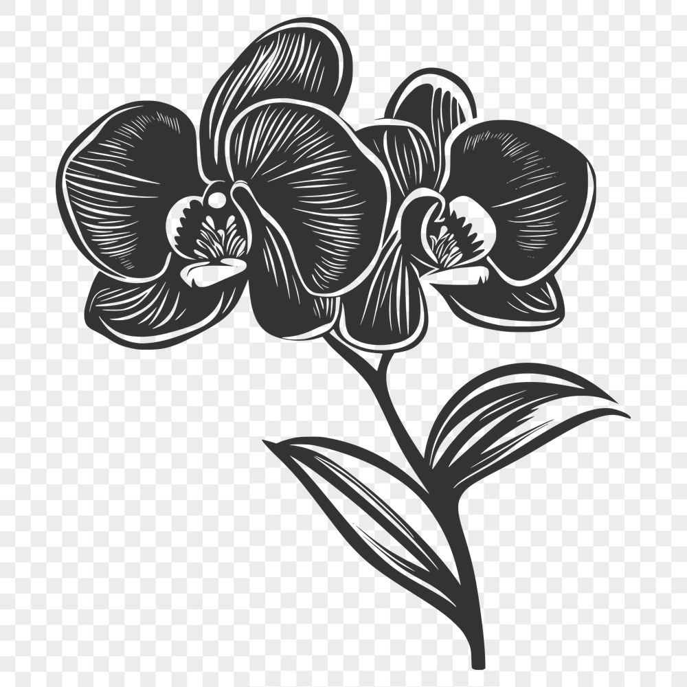 Beautiful Orchid Vector Illustration - Free DXF Download