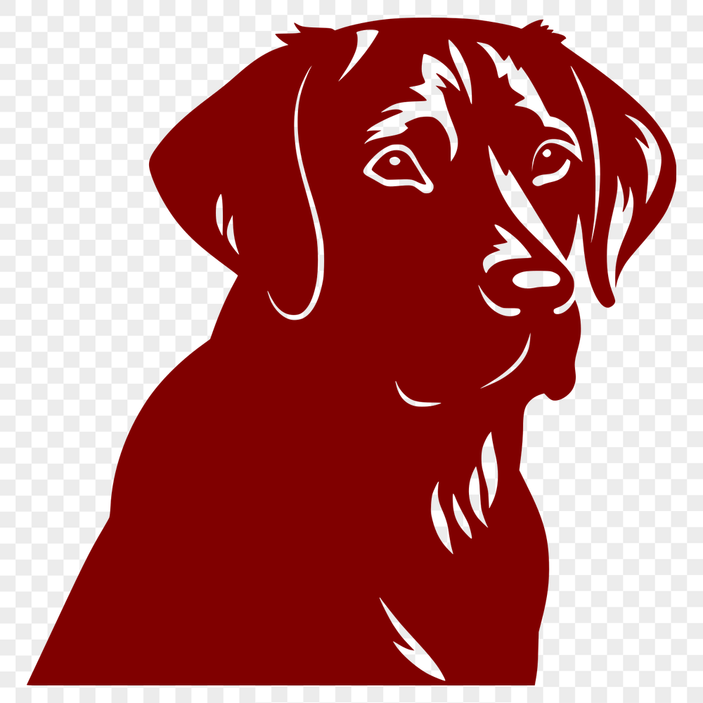 Stunning Labrador Retriever Vector Image