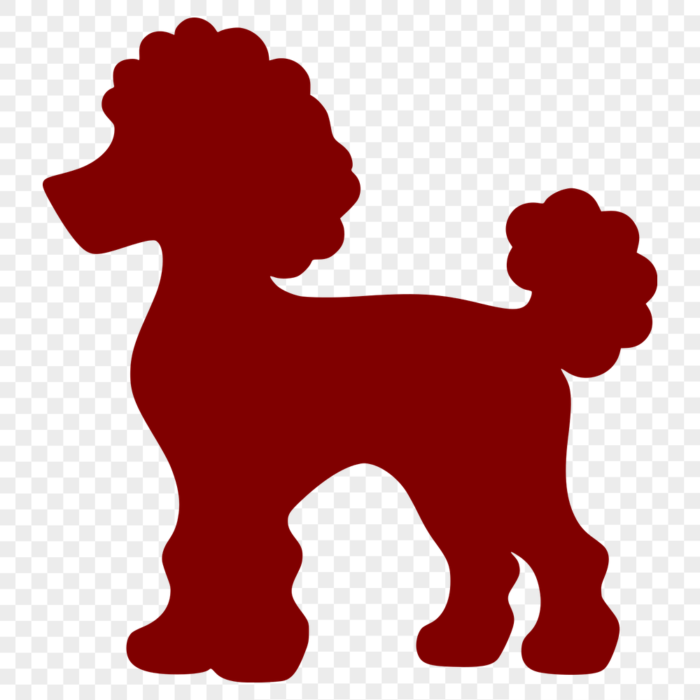 Beautiful Standing Poodle Vector Art