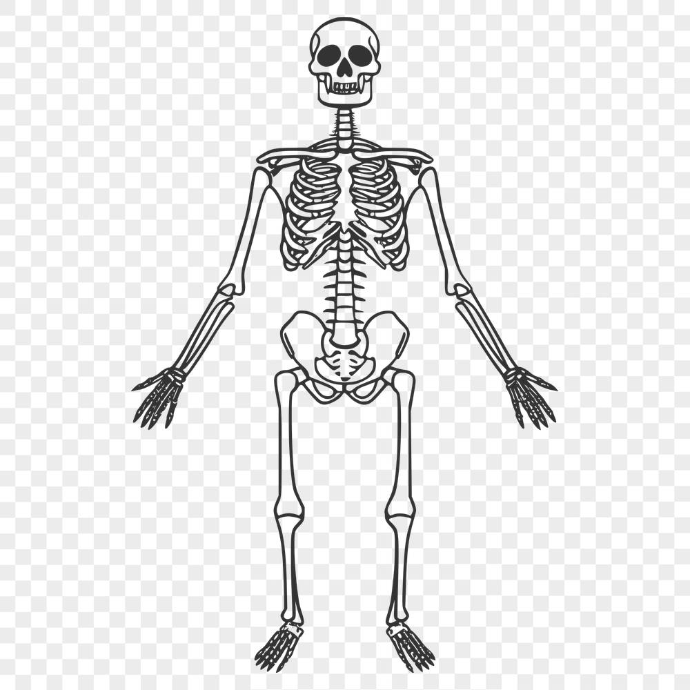 Skeleton In PNG For Download, Free Commercial Use