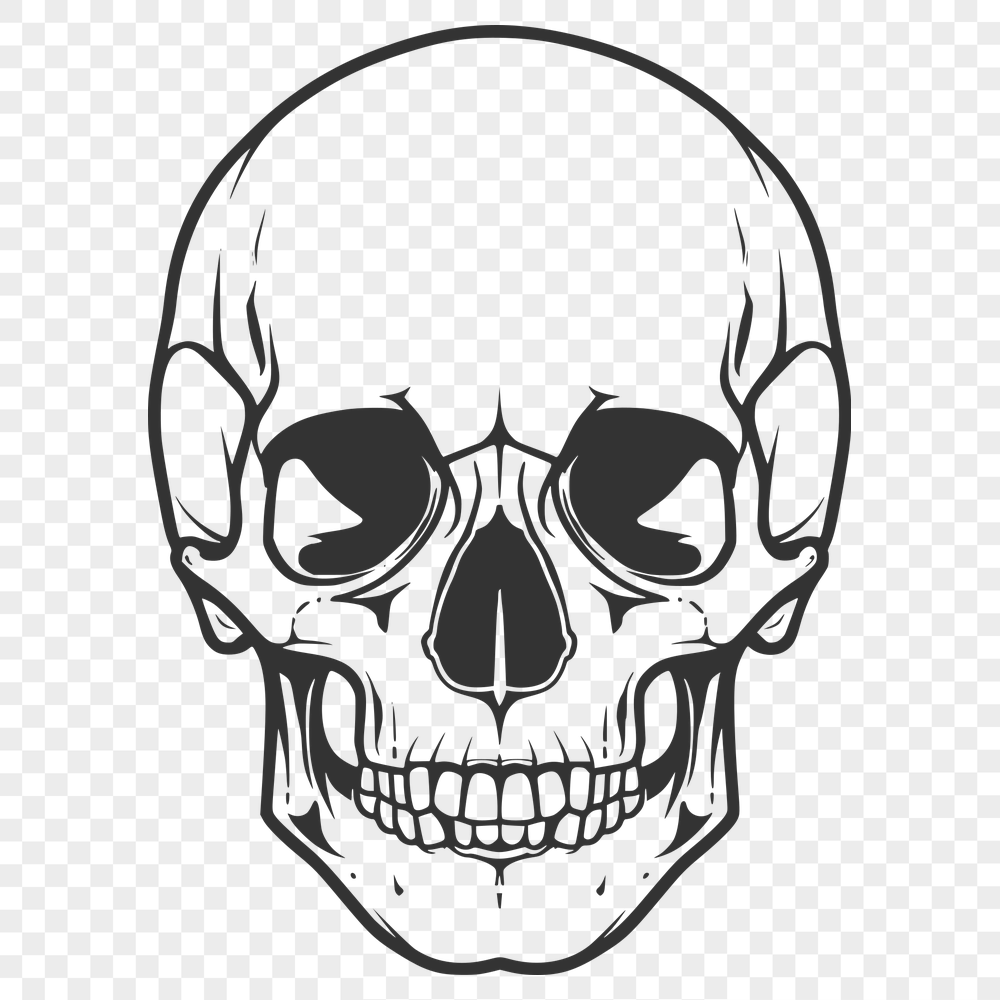 Beautiful Skull Vector Illustration