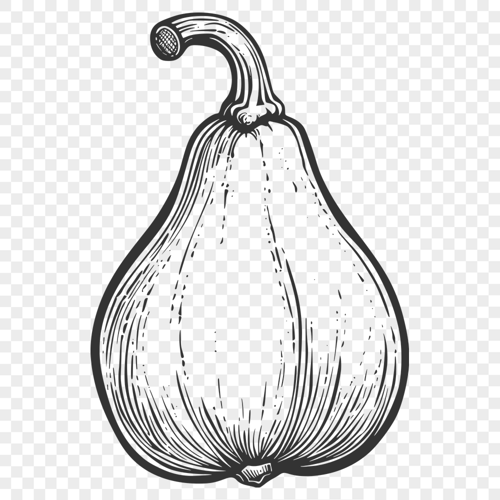 Beautiful Squash Vector Image