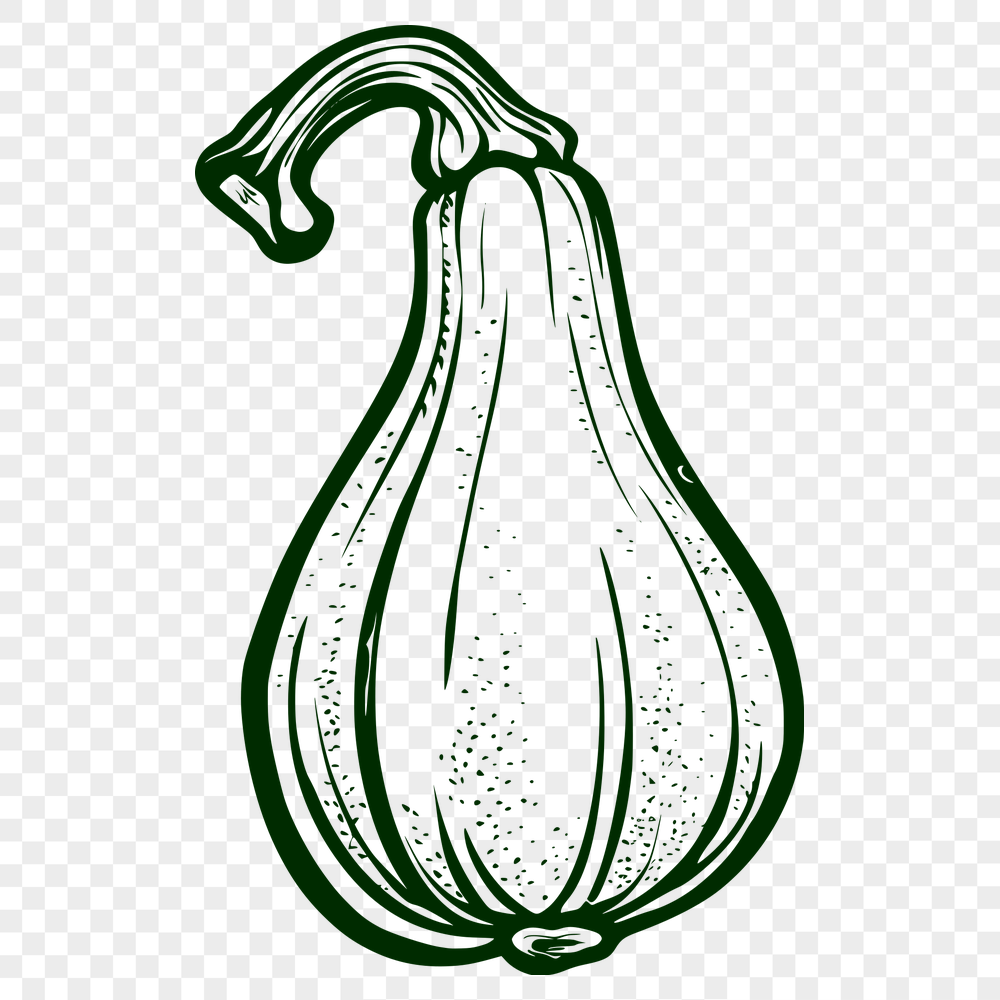 Free Stunning Squash Vector Image