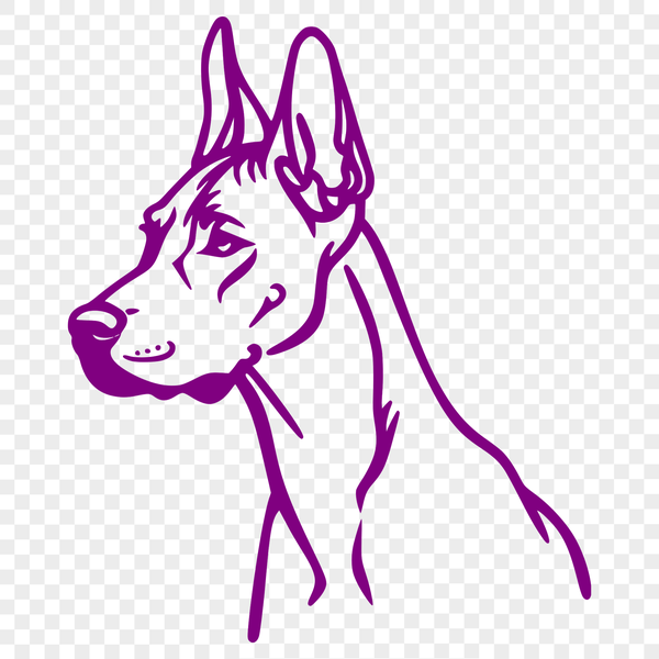 Doberman Pinscher Head Illustration Vector Art A simple line drawing of a Doberman Pinscher's head, suitable for vector art designs.