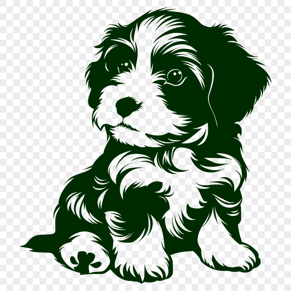 Beautiful Sitting Havanese Template