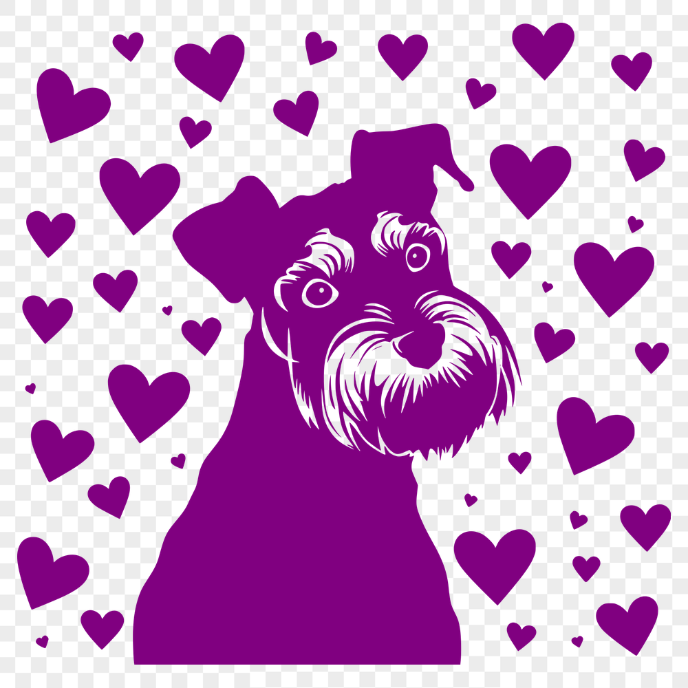 Beautiful Miniature Schnauzer Image