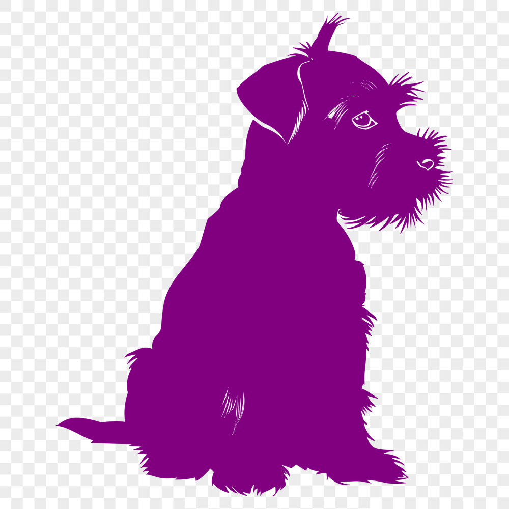 Stunning Miniature Schnauzer Vector Illustration