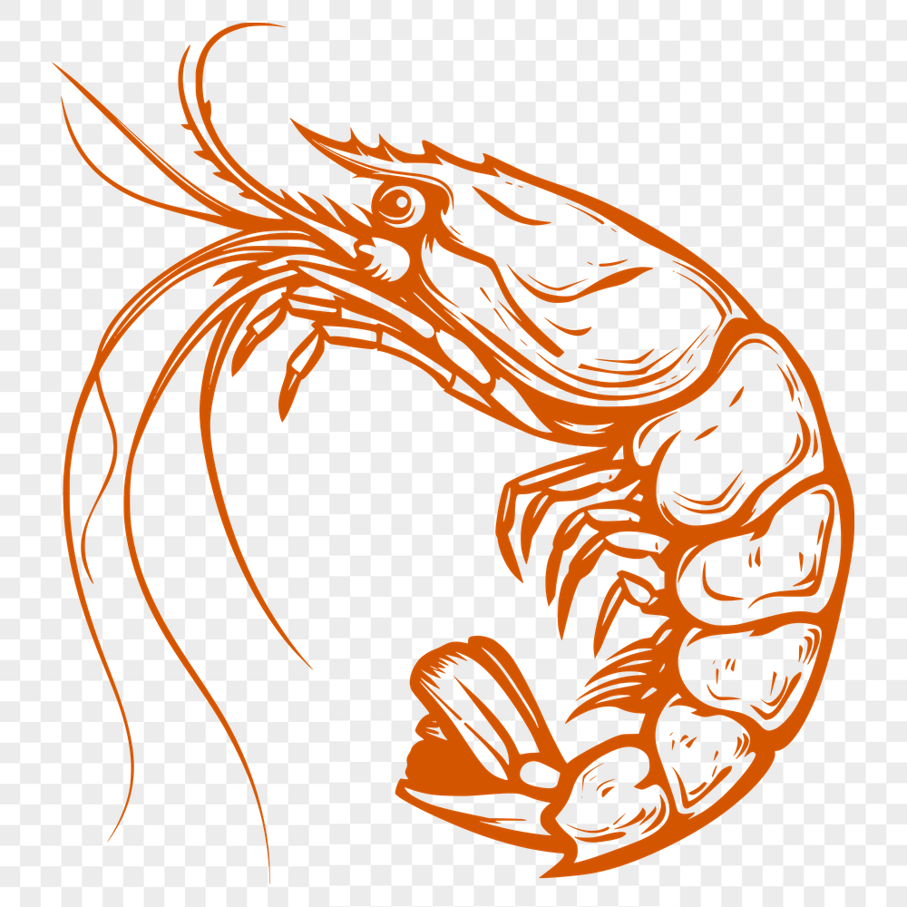 Artistic Shrimp - For Vinyl Project