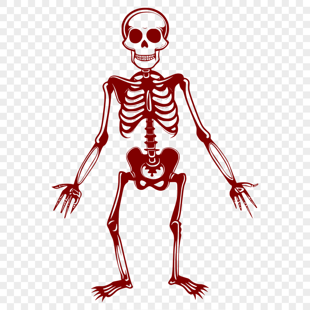 Standing Skeleton Digital Drawing - Free SVG