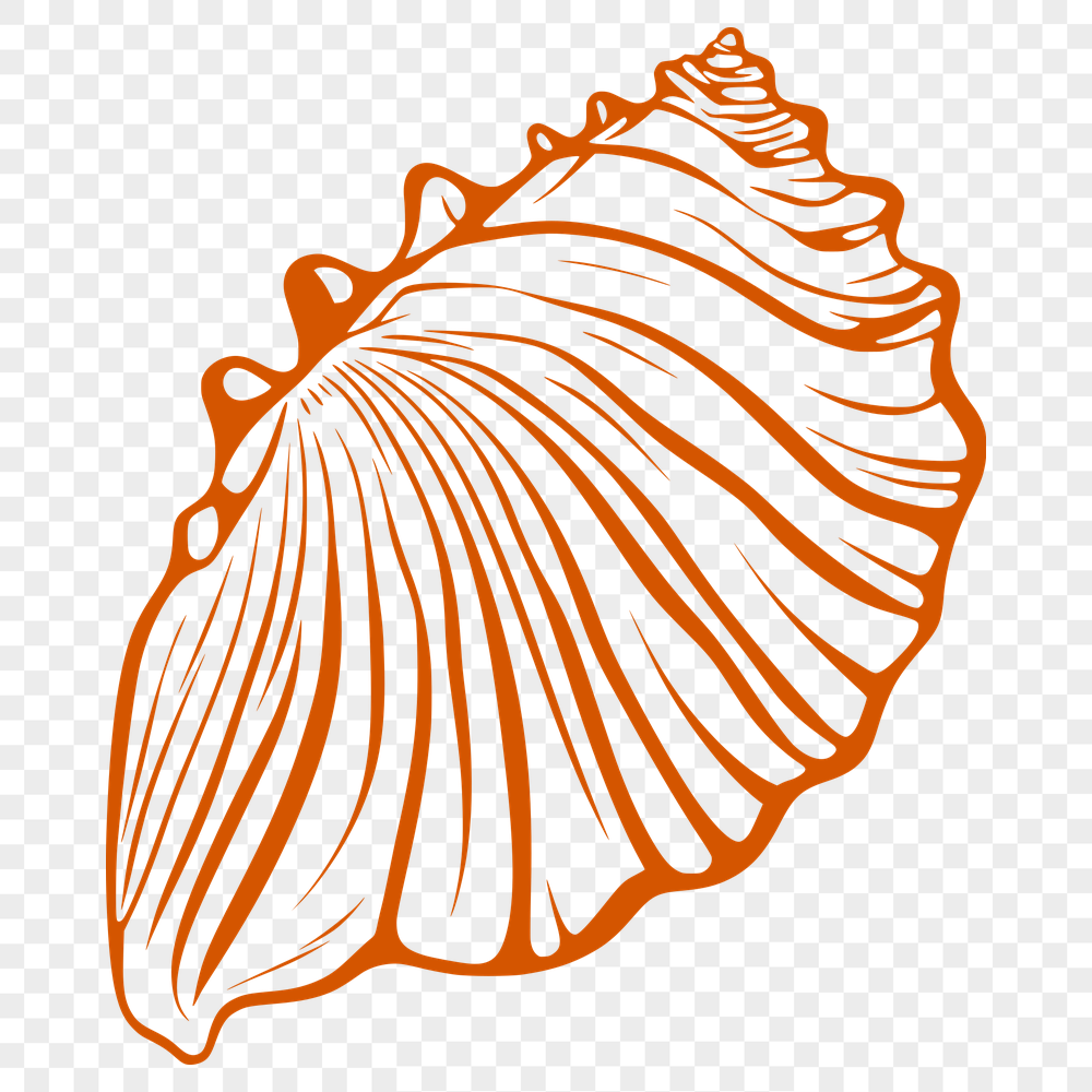 Artistic Seashell PNGs - Free Download