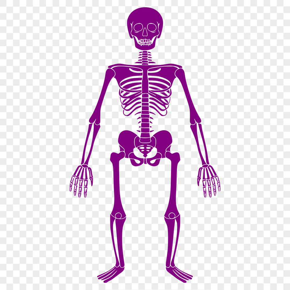 Stunning Skeleton Clip Art In PNG For Free Download